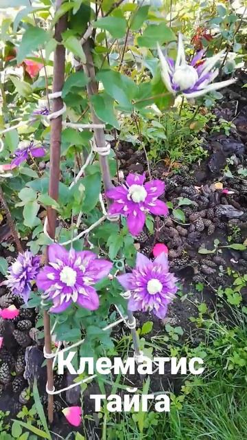 клематис тайга смотреть онлайн