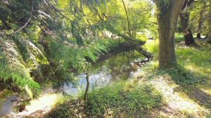 Звуки  Природы - Журчание Воды - Певчий Дрозд. (77)