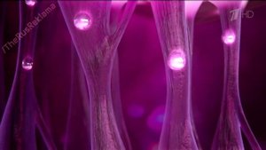 Реклама Черный Жемчуг ночной - Анна Ковальчук 2014