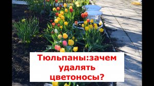 Тюльпаны: как получить много цветов у тюльпанов? #цветы #тюльпаны #удалениецветоносов #советы