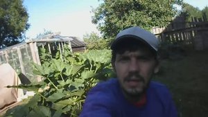 БОГАТЫЙ СБОР КАБАЧКОВ, 16 АВГУСТА 2017