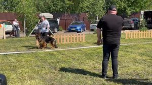 ЩЕНКИ СУКИ ДШ / КЧК БРОННИЦЫ 25 мая`25 F.Bogoeski, О.Васильев Моно немецких овчарок