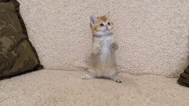 КошечкаTalia! Британский котенок .Золотая шиншилла  Окра