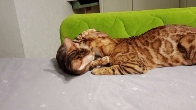 Бенгальская кошка и котенок