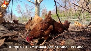 Куры несушки свободного выгула и их обычная куриная рутина – эпизод (377)