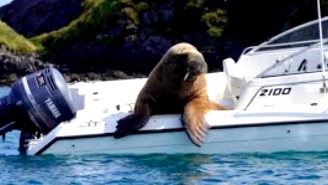 Людям пришлось прыгать за борт, когда ЭТО запрыгнуло в смотреть онлайн