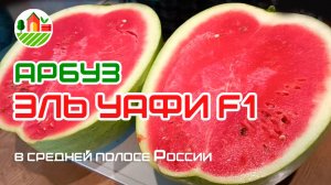 Арбуз Эль Уафи F1 в средней полосе России.