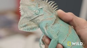 Vipers, Chameleons, and Pythons: A Day in Reptile Country (Full Episode) | Critter Fixers