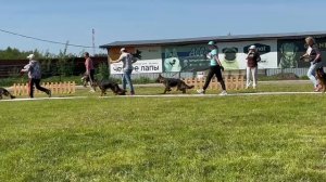 ЩЕНКИ СУКИ / КЧК БРОННИЦЫ 25 мая`25 F.Bogoeski, О.Васильев Моно немецких овчарок