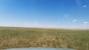 Сайгаки в Алгае (Саратовская область)