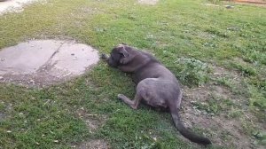 Хорошо в деревне