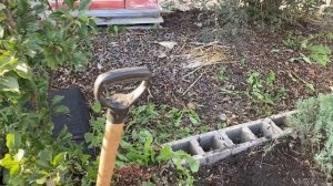 10.09.23. Идеальное время для пересадки многолетников. На?