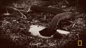 Dangerous Encounters: Face to Face with Death | MEGA EPISODE | Nat Geo Animals