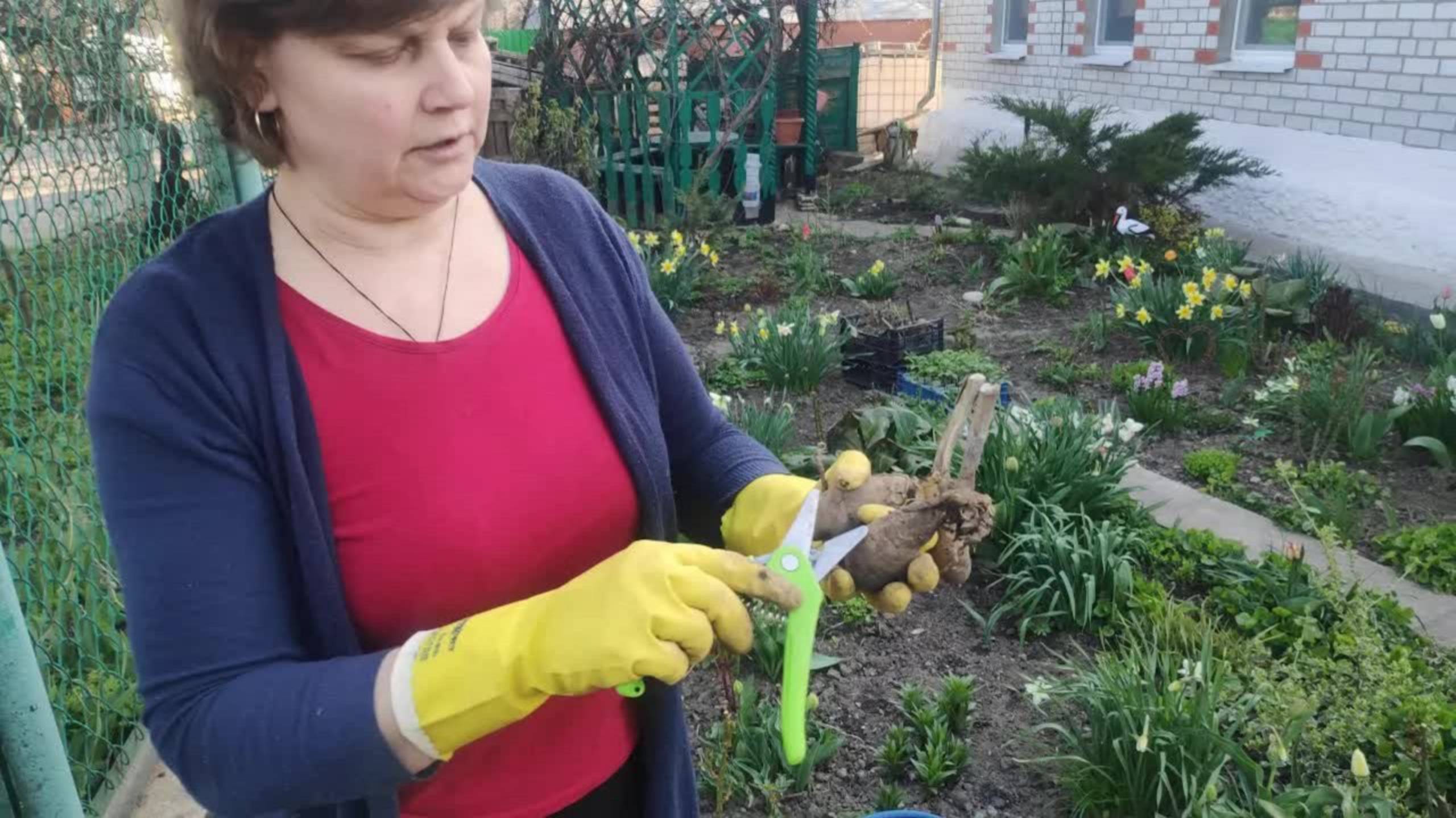 ЭТОТ СПОСОБ УСКОРИТ ПРОРАСТАНИЕ ГЕОРГИН В 2 РАЗА! 🌸 (Результат уже через 7 дней!)