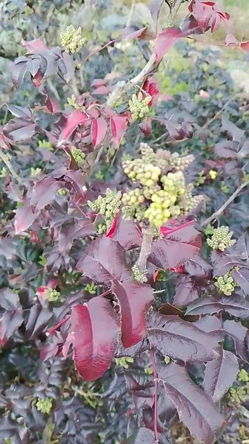 Магония с красными листьями#shorts смотреть онлайн