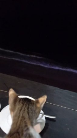 Night cats