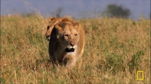 Lioness: Throne of Power (Full Episode) | Regime of the Queen | Nat Geo Animals
