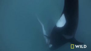 Shark vs. Predator (Full Episode) | Nat Geo Wild