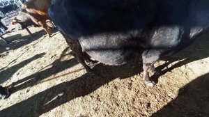 УЙ  БАЗАР  КАРА  БАЛТА  23 02 2025