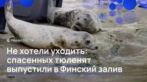 Не хотели уходить: спасенных тюленят выпустили в Финский залив