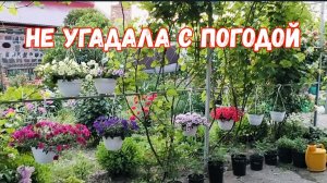 #30🌷29 мая.Не угадала с погодой/Напрасная обработка/Собираем черешню/Постирала ковры