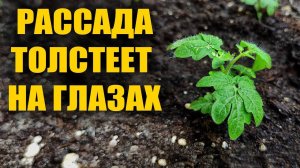 РАССАДА ТОЛСТЕЕТ НА ГЛАЗАХ! ЛУЧШАЯ ПЕРВАЯ ПОДКОРМКА РАССАДЫ ТОМАТОВ ОГУРЦА ПЕРЦА
