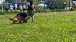 2 Отл. СС Stern Der Liebe GLAMOUR Лучшая защита! №84. КЧК БРОННИЦЫ 25 мая`25 Bogoeski/Васильев Моно