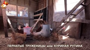 Куры несушки свободного выгула и их обычная куриная рутина – эпизод (374)
