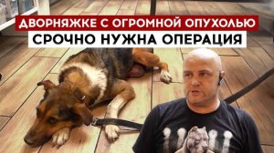 Дворняжке с огромной опухолью срочно нужна операция