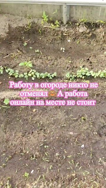 Совмещаем онлайн работу и работу в огороде. #саморазви
