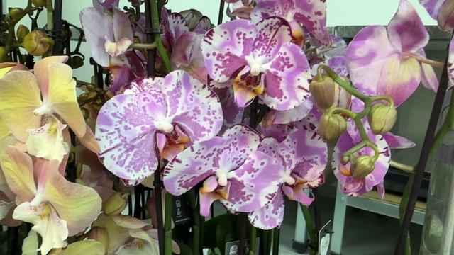 🌸 ПРОДАЖА ОРХИДЕЙ 30.05.25г. Обзор цветущих орхидей - Голландия. Орхидеи почтой. Купить орхидею