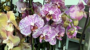 🌸 ПРОДАЖА ОРХИДЕЙ 30.05.25г. Обзор цветущих орхидей - Голландия. Орхидеи почтой. Купить орхидею