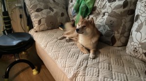 Я спасаю кота от Джека.