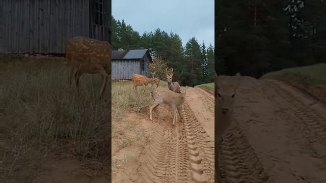 Песня для души. Моя Маленькая страна... Все мы родом из ? смотреть онлайн