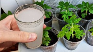 ВСЕГДА КОРМЛЮ ЭТИМ РАССАДУ ТОМАТОВ, ОГУРЦОВ И ПЕРЦА ДО ПИКИРОВКИ! УРОЖАЙНОСТЬ ПОВЫШАЕТ В 100 РАЗ