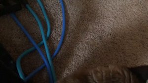 Спортсмен =^..^= СИАМСКИЕ КОШКИ