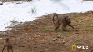 Clash of the Titans (Full Episode) | Animal Fight Night | Nat Geo Wild