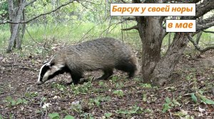 Что делал барсук у своей норы в мае. И соседи зверя: заяц-русак, фазаны. Май 2025