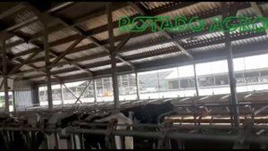 Разгонные вентиляторы ROTADO в коровнике