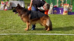 РАБОЧИЙ КОБЕЛИ ДШ / КЧК+ БОРИСОВ (BY) 17 мая`25 M.Jovovic Моно немецких овчарок