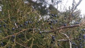 Можжевельник ягоды