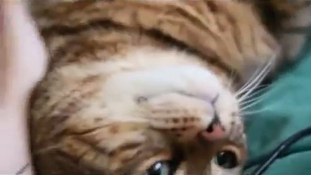 Мой сосед Тоторо смотреть онлайн