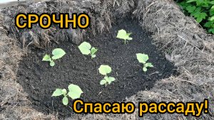 Рассада погибает из-за холода! Срочно высаживаю в тёплую грядку.