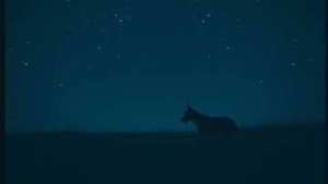 Пёс боится света