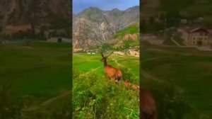 Стихотворение "Таджикистан - мой милый край!" Для Вас, д