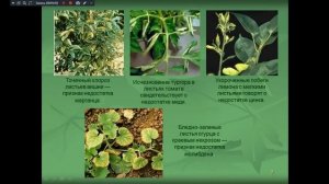 Основы агрономии 221 гр. 26.10.2024 Удобрения.