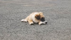 Кутёнок - маленький пёс