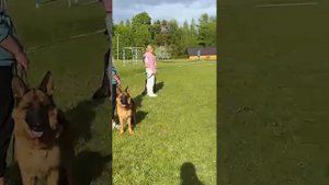 РАБОЧИЙ СУКИ / КЧК+ БОРИСОВ (BY) 17 мая`25 M.Jovovic Моно немецких овчарок