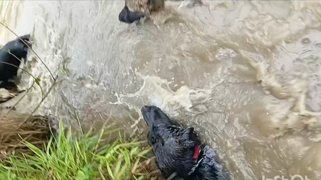 водные процедуры щенков немецкой овчарки