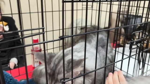 Любителям котиков - выставка.🐱 Милана и шикарный мейн